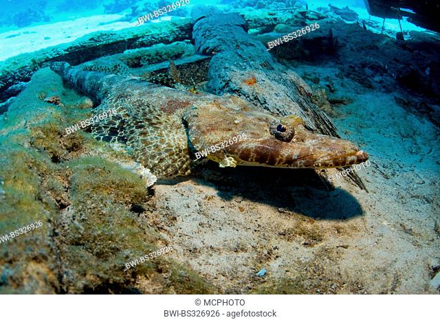 Spotted Flathead, Tentacled flathead, Crocodilefish (Papilloculiceps longiceps), on the sea ground, Egypt, Red Sea