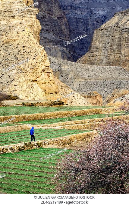 Man in the fields near the village of Chele. Nepal, Gandaki, Upper Mustang (near the border with Tibet)