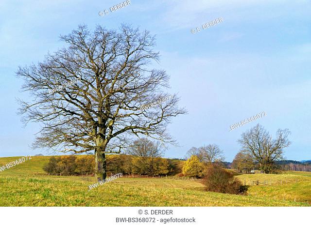 oak (Quercus spec.), leafless oak in a meadow in the early spring, Germany, Bavaria, Oberbayern, Upper Bavaria