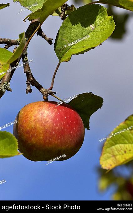Apple tree (Malus domestica), Hesse, Germany, Europe