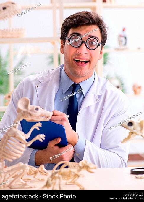 The funny crazy professor studying animal skeletons