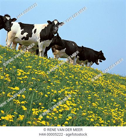 Cows on a dike Workum omgeving, Friesland, Netherlands