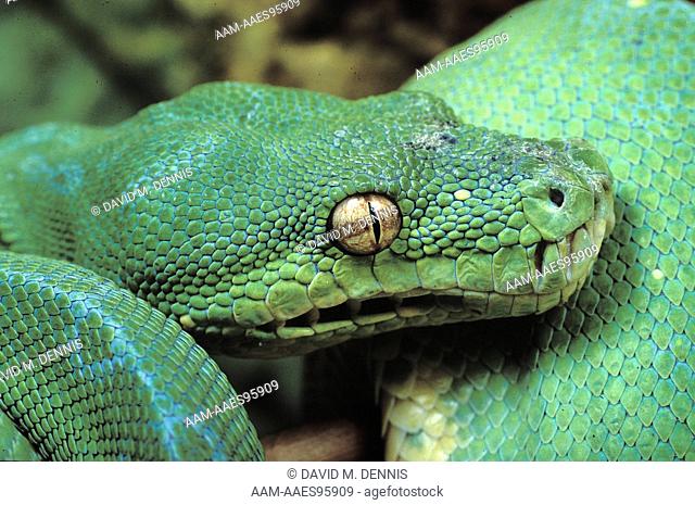 Green Tree Python, S.Pacific (Chondropython viridus), note Thermoreceptors
