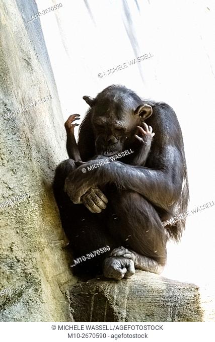 A mom Chimpanzee holding her baby girl as her baby is reaching up to her in North America, USA