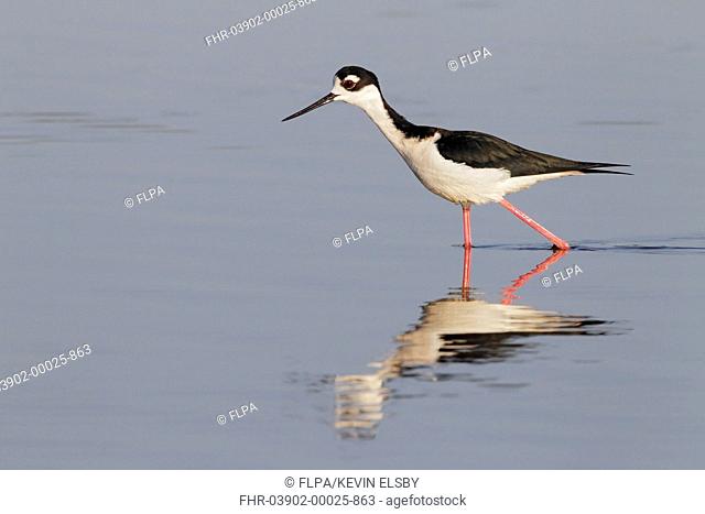 Black-necked Stilt (Himantopus mexicanus) adult male, walking in shallow water with reflection, Everglades, Florida, U.S.A., February