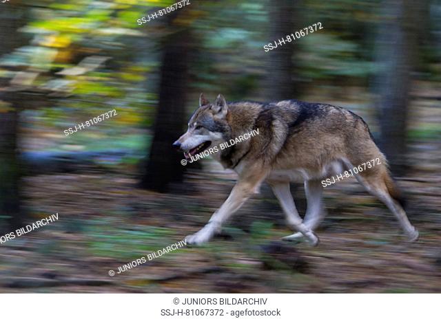 European Wolf (Canis lupus). Adult in a forest in autumn, fleeing. Germany