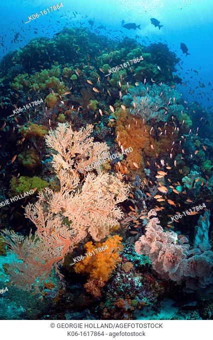 Coral reef scenery with gorgonian, soft corals and Lyretail anthias Pseudanthias squamipinnis  Rinca, Komodo National Park, Indonesia
