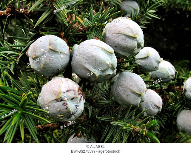 Syrian juniper Juniperus drupacea, berrie on a branch, Greece, Peloponnes, Parnon