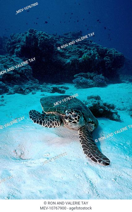 Hawksbill Turtle - Turtles can be inquisitive and swim close to divers. (Eretmochelys imbricata)