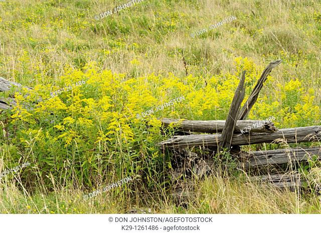 Cedar split-rail fence with goldenrod