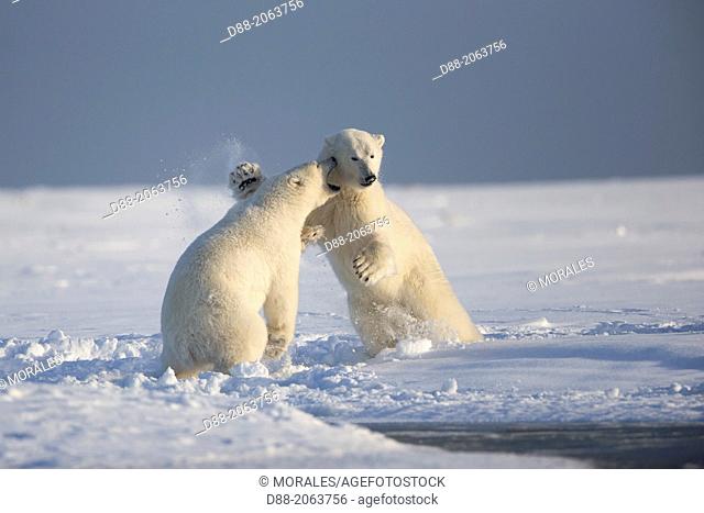 United States , Alaska , Arctic National Wildlife Refuge , Kaktovik , Polar Bear( Ursus maritimus ) , subadults playing along a barrier island outside Kaktovik