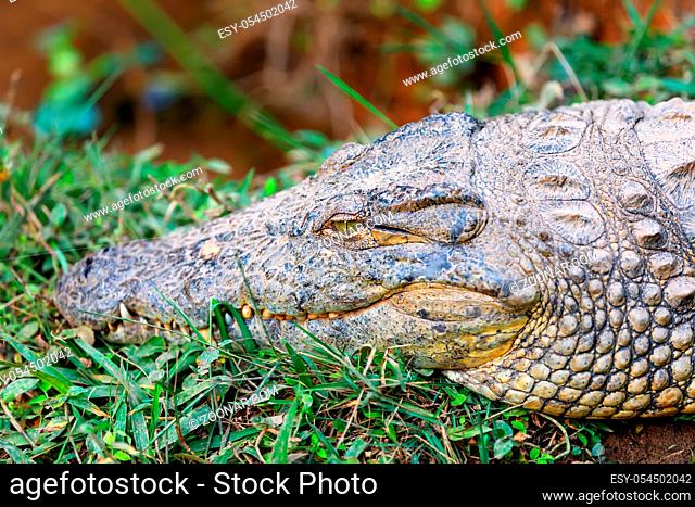 Big species of Madagascar Crocodile, Crocodylus niloticus madagascariensis, Vakona Private Reserve. Magagascar wildlife and wilderness