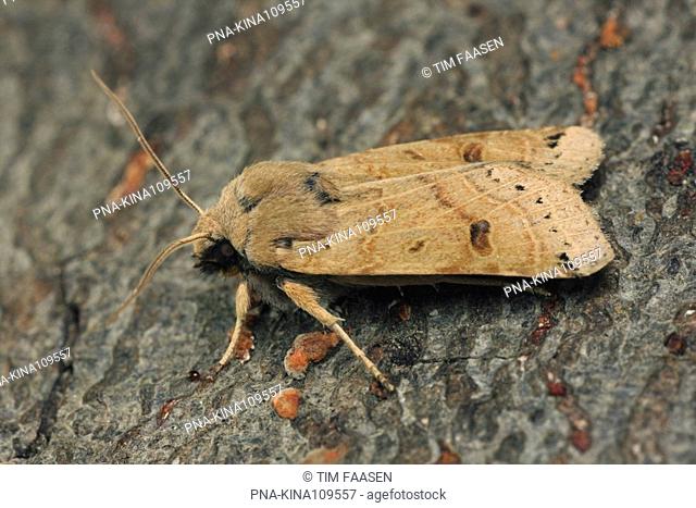 Lunar Underwing Omphaloscelis lunosa - Oude Gracht, Eindhoven, North Brabant, The Netherlands, Holland, Europe