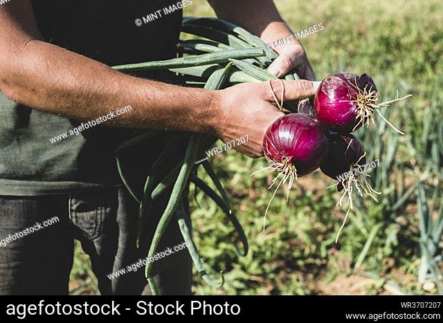 Farmer standing in a field holding freshly picked red onions