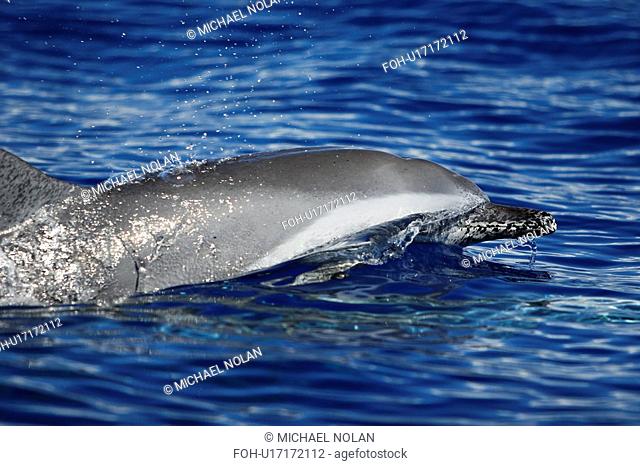 Pantropical Spotted Dolphin Stenella attenuata surfacing in the AuAu Channel between Maui and Lanai, Hawaii. Pacific Ocean