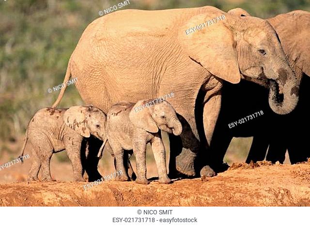African elephant with calves