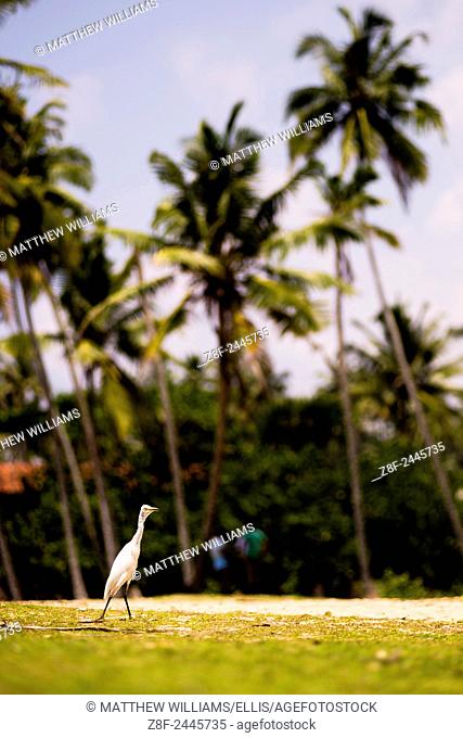 Great White Heron (Ardea Alba) at Midigama Beach on the South Coast of Sri Lanka, Asia