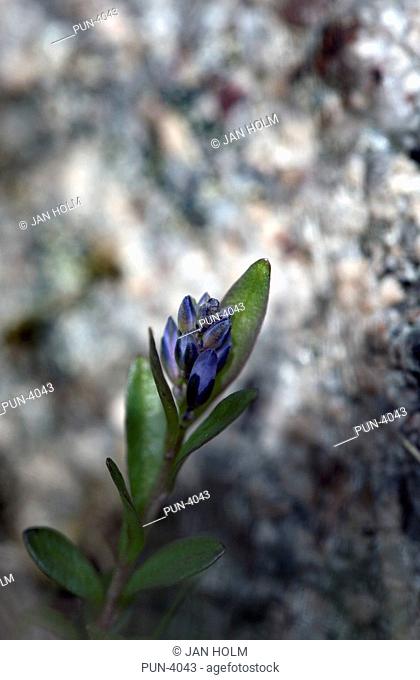 Small alpine gentian Gentiana Nivalis growing in boggy ground at Lock Muick