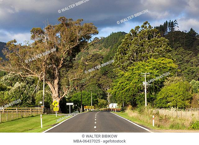 New Zealand, North Island, Coromandel Peninsula, Coromandel Town, Whangapoua Road, dusk