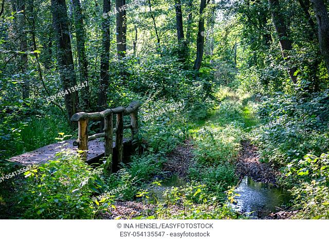 A wooden bridge crossing a small stream in a very lush green forest with rays of sunshine through the trees in nature reserve Zarth near Treuenbrietzen