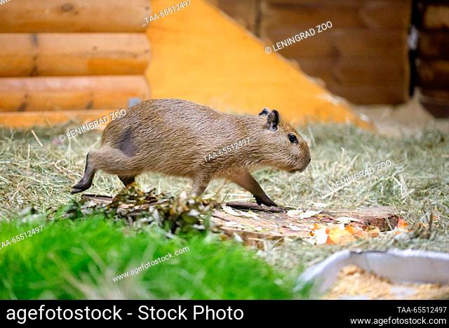 RUSSIA, ST PETERSBURG - NOVEMBER 1, 2023: A capybara pup is seen at the Leningrad Zoo. On September 25, 2023, a capybara couple, Yermak and Kaisa