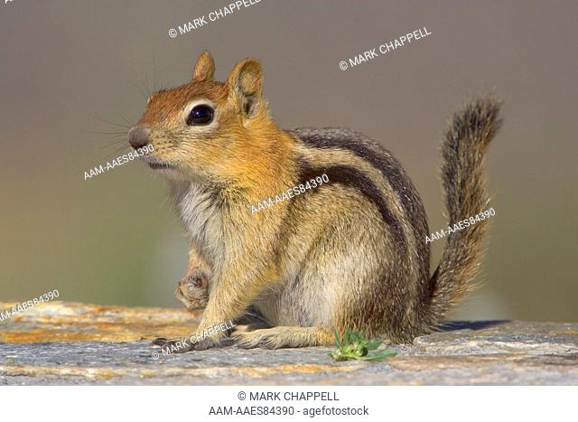 Golden-mantled Ground Squirrel (Spermophilus lateralis) Mono County, California, USA