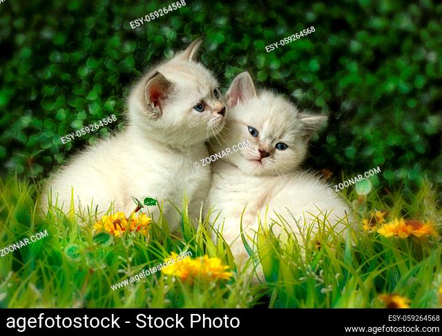 British Shorthair kitten with blue eyes walking on the green grass