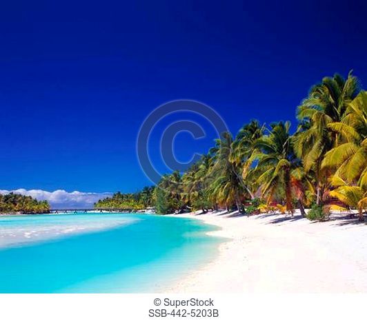 Palm trees on the beach, Aitutaki Pearl Beach Resort, Aitutaki, Cook Islands