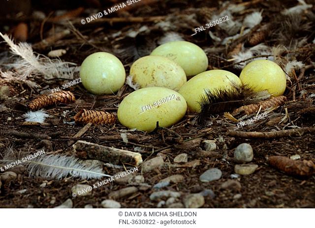 Greater Rhea eggs Rhea americana