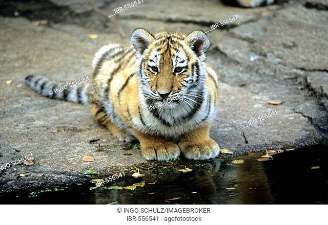 Young sibirian tiger, Panthera tigris altaica