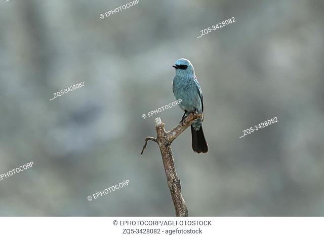 Verditer Flycatcher, Eumyias thalassinus, Mishmi Hills, Arunachal Pradesh, India
