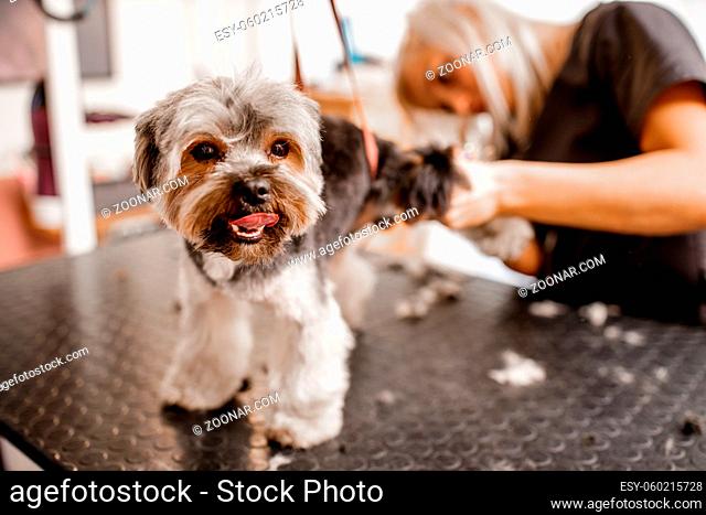 Professional young blond groomer love her job. Working with dogs and pets is the cuties job. This yorkshire terrier will get a tidy fresh appearance after a...