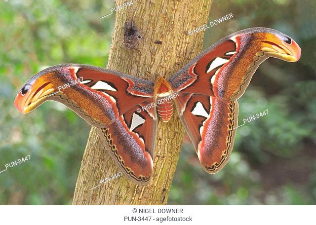 Atlas moth Attacus atlas female at rest with open wings on bush