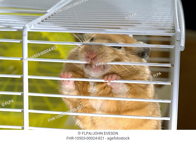 Domestic Golden Hamster Mesocricetus auratus adult, gnawing on bars of cage