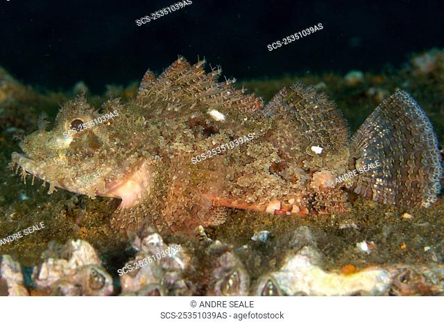Juvenile scorpionfish, Scorpaenopsis sp , Sahara, Dumaguete, Negros, Philippines