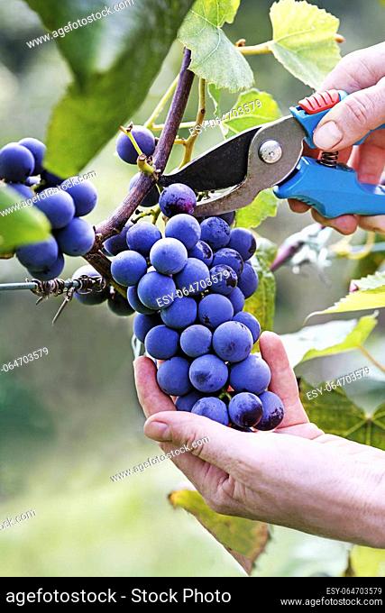 Close up of Worker's Hands Cutting blue Grapes from vines during wine harvest. Grapes. With Selective Focus on the subject