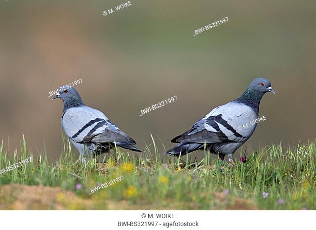 feral rock pigeon (Columba livia), couple sitting in the grass back to back, Turkey