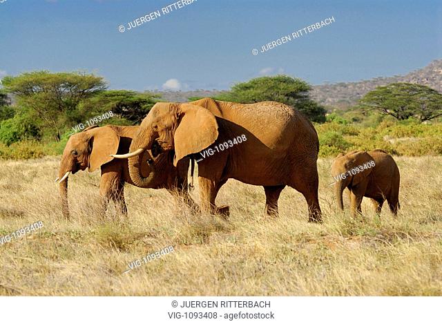 African Elephant, Loxodonta africana, SAMBURU NATIONAL PARK, KENYA, Africa - SAMBURU NATIONAL PARK, KENYA, 24/09/2007