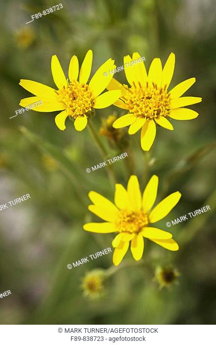 Yellow Long-leaf Arnica blossoms