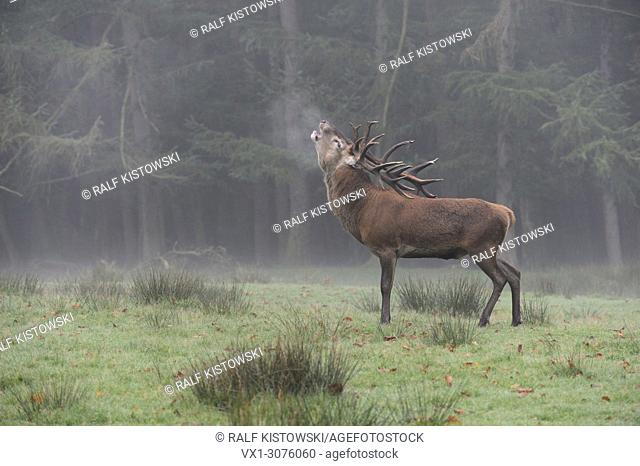 Red Deer ( Cervus elaphus ), stag, roaring in front of the edge of a forest on a misty morning, puffing its breath, Europe