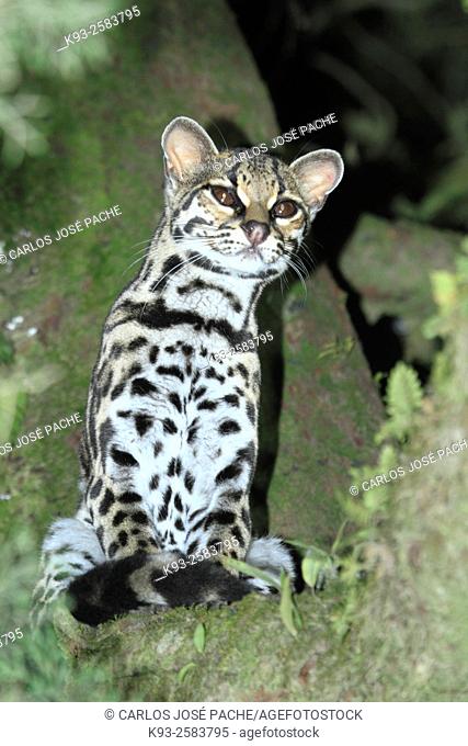 Caucel (Leopardus wiedii) en la Reserva Biologica de Monteverde, Costa Rica