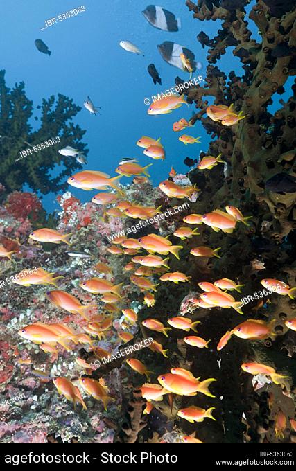 Coral Reef, Fairy Basslets, Himendhoo Thila, North Ari Atol, Maldives (Pseudanthias squamipinnis)