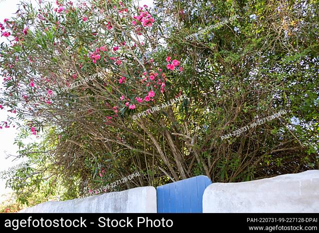 PRODUCTION - 20 July 2022, Portugal, Raposeira: Pink oleander flowers bloom behind a wall in a village near the coast. Photo: Viola Lopes/dpa