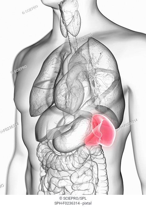 Illustration of a man's spleen