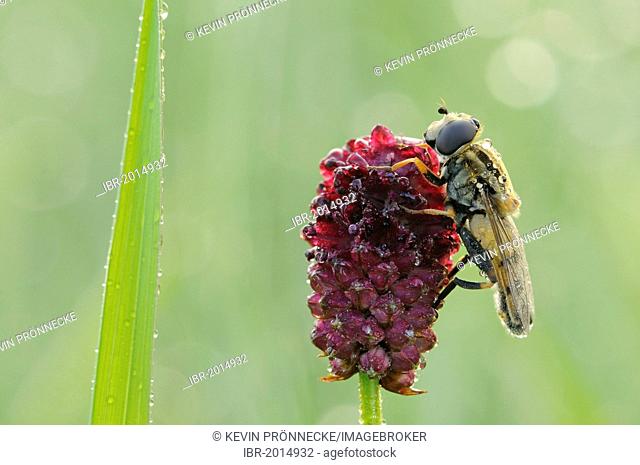 Hoverfly, flower fly (Syrphidae) on burnet, Middle Elbe Biosphere Reserve, Saxony-Anhalt, Germany, Europe