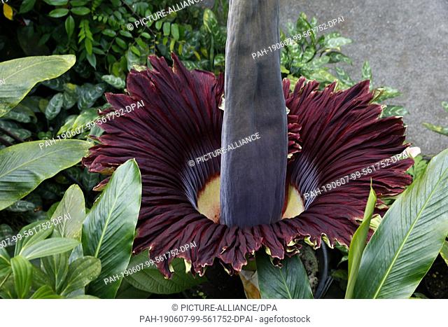 07 June 2019, Bavaria, Bayreuth: A titanium root (Amorphophallus titanum), the largest flower in the world, blooms in the Ecological-Botanical Garden of the...
