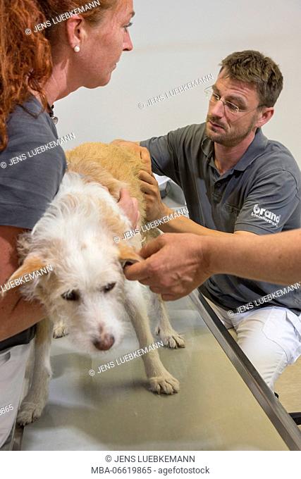 Dog at the veterinarian, examination