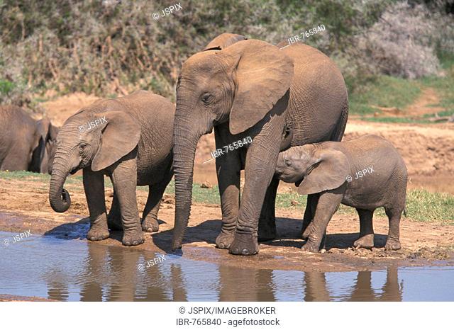 African Bush or Savanna Elephant (Loxodonta africana) with calves at a waterhole