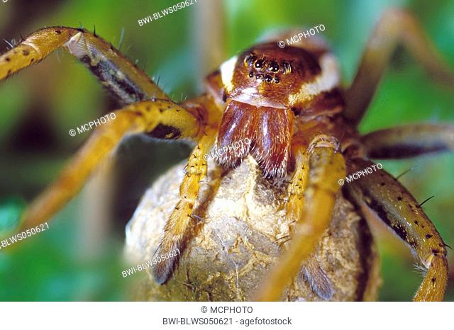 fimbriate fishing spider Dolomedes fimbriatus, with egg cocoon