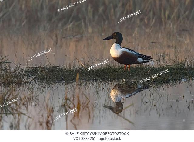 Northern Shoveler (Anas clypeata), adult male in breeding dress, sitting on a little island in wetlands, first morning light, wildlife, Europe.